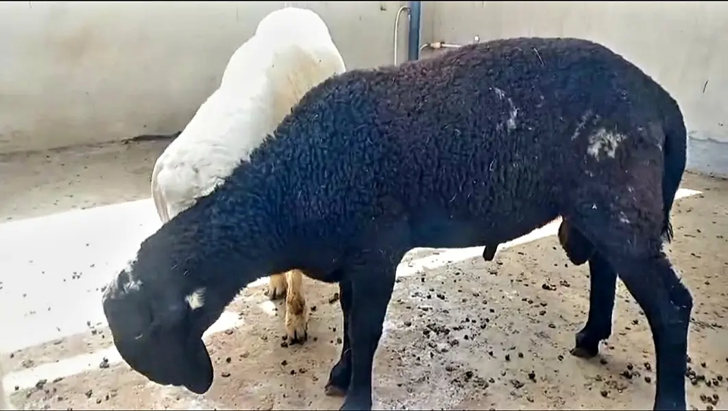sheep for sale | dumba | qurbani sheep | dumba | bakra | healthy activ — photo 5