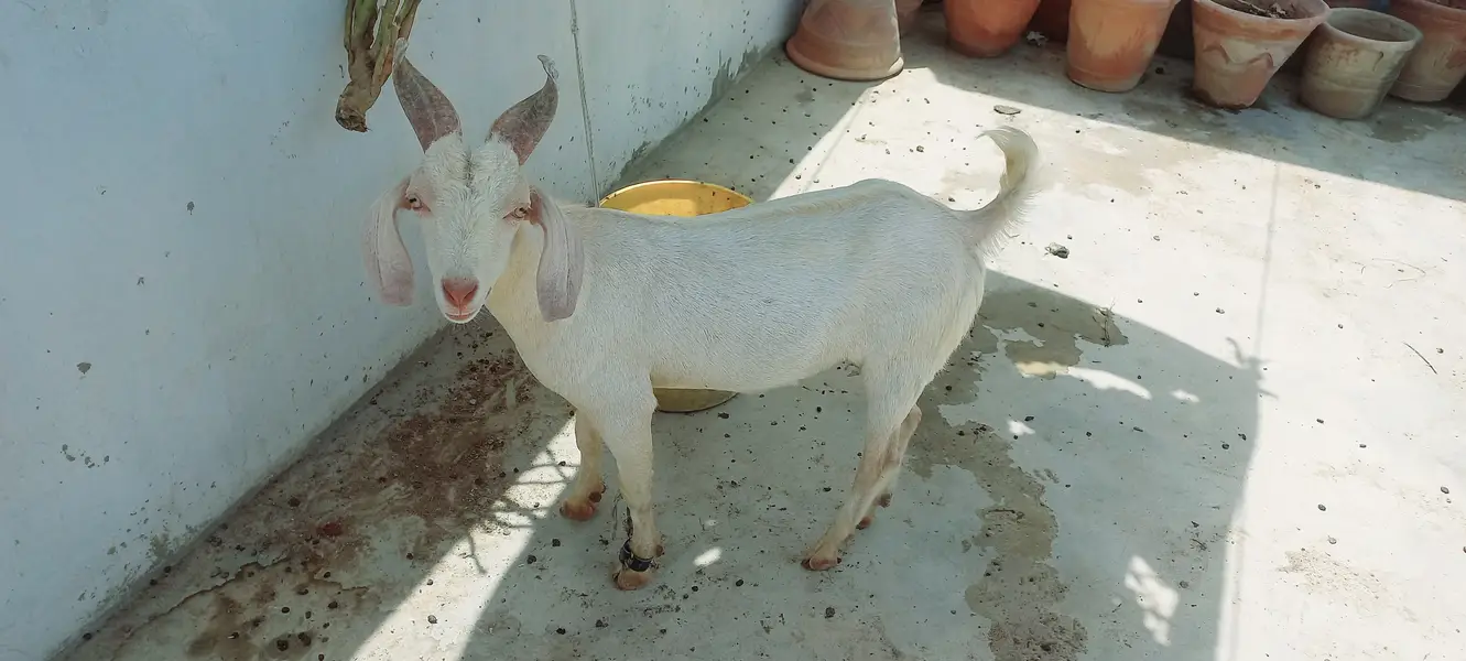 sheep for sale | dumba | qurbani sheep | dumba | bakra | healthy activ — photo 7