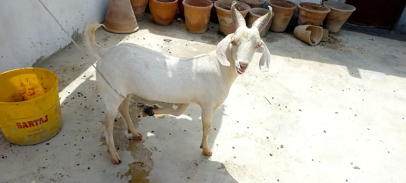 sheep for sale | dumba | qurbani sheep | dumba | bakra | healthy activ — photo 8