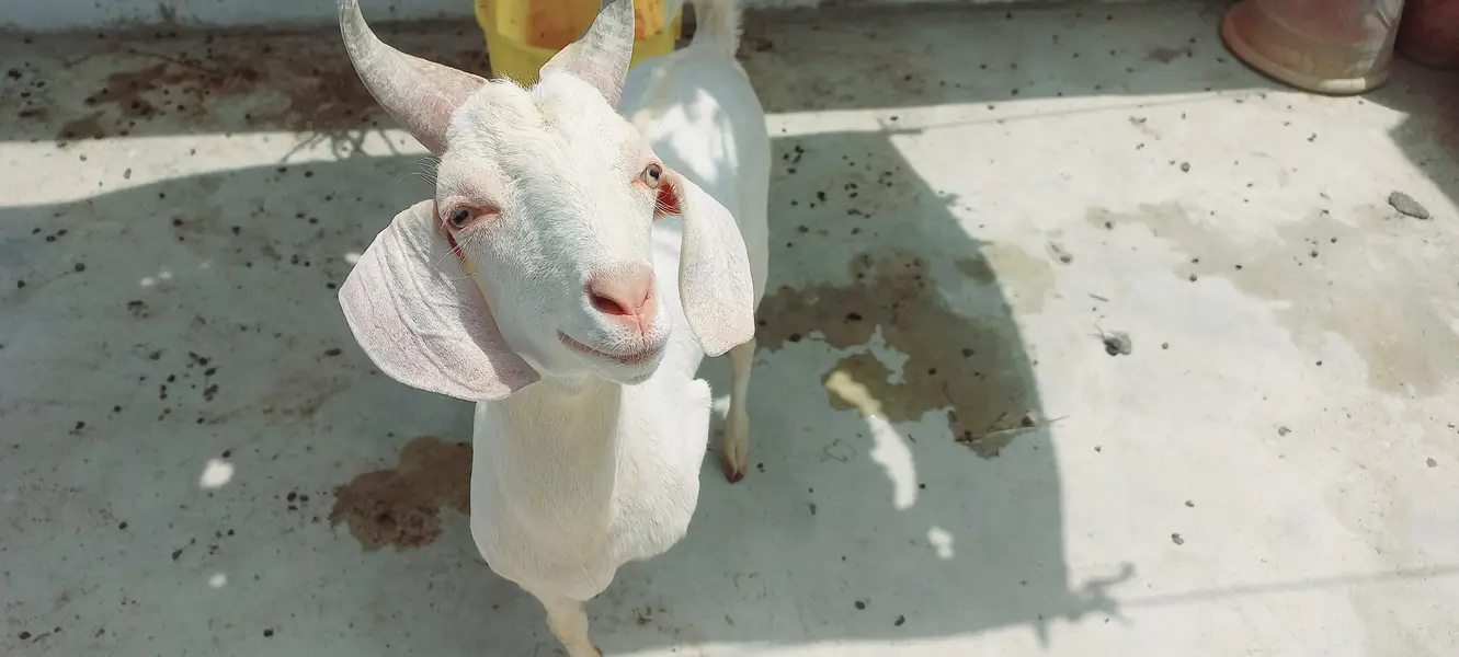 sheep for sale | dumba | qurbani sheep | dumba | bakra | healthy activ — photo 9