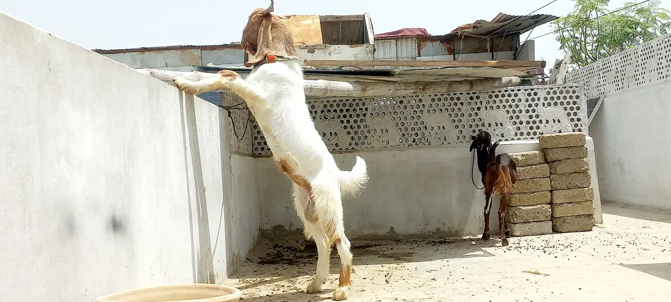sheep for sale | dumba | qurbani sheep | dumba | bakra | healthy activ — photo 10