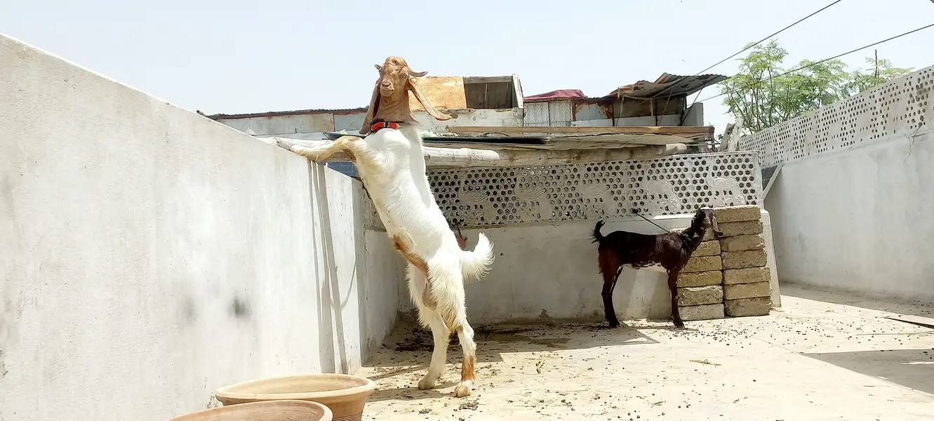 sheep for sale | dumba | qurbani sheep | dumba | bakra | healthy activ — photo 11