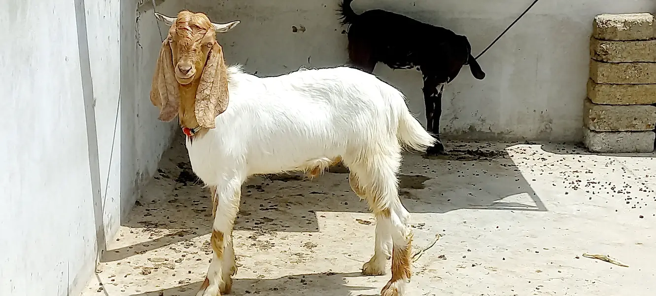 sheep for sale | dumba | qurbani sheep | dumba | bakra | healthy activ — photo 12