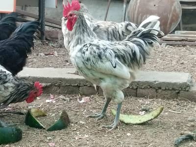 Heritage Australorp Splash & Black | Heera Assel | Ayam cemani | eggs
