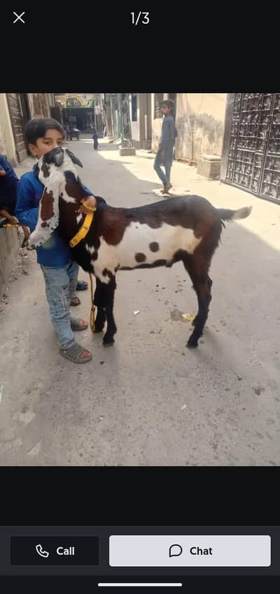 Kheera andal bakra age 8 months, 03028470271