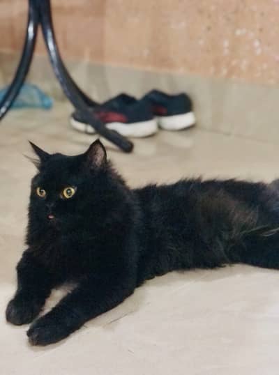 Pure Persian Male Cat for Sale – 2 Years (Black)