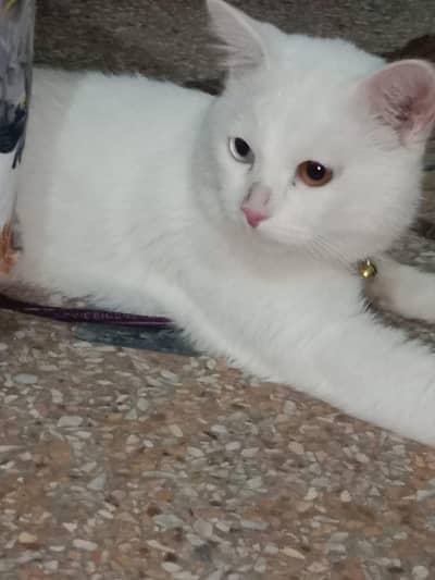 home breed very decent inoxent 3 coted
