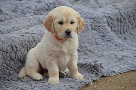 Golden Retriever pedigreed puppies