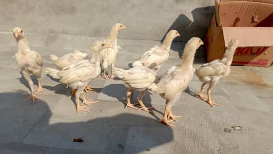 HEERA PURE WHITE CHICKS.