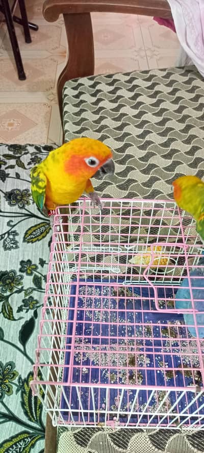 Sun Conure
