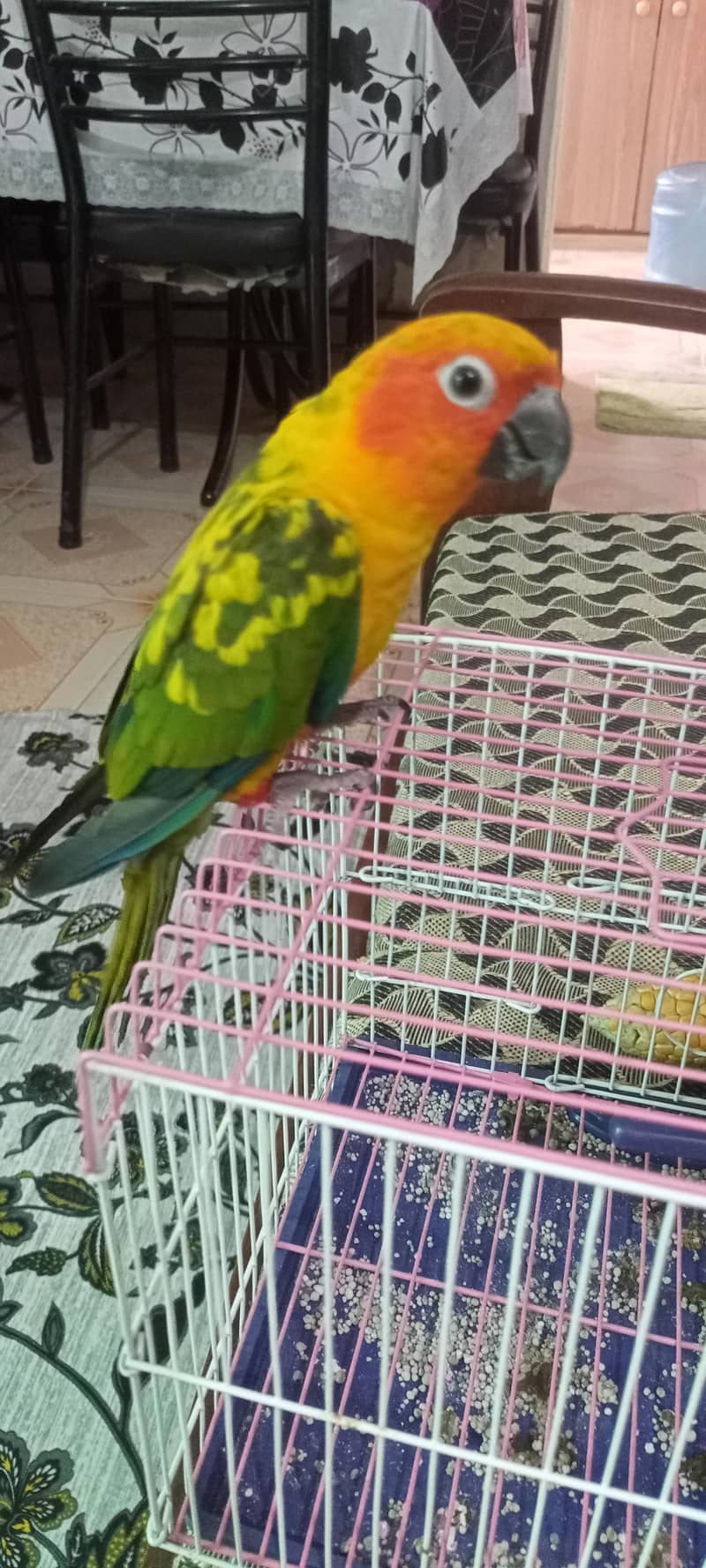 Sun Conure 1