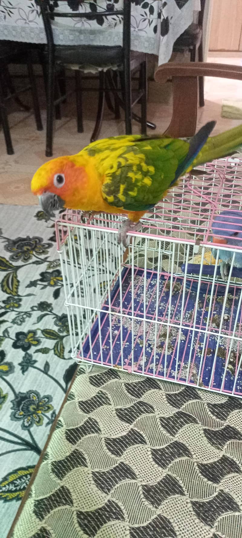 Sun Conure 2