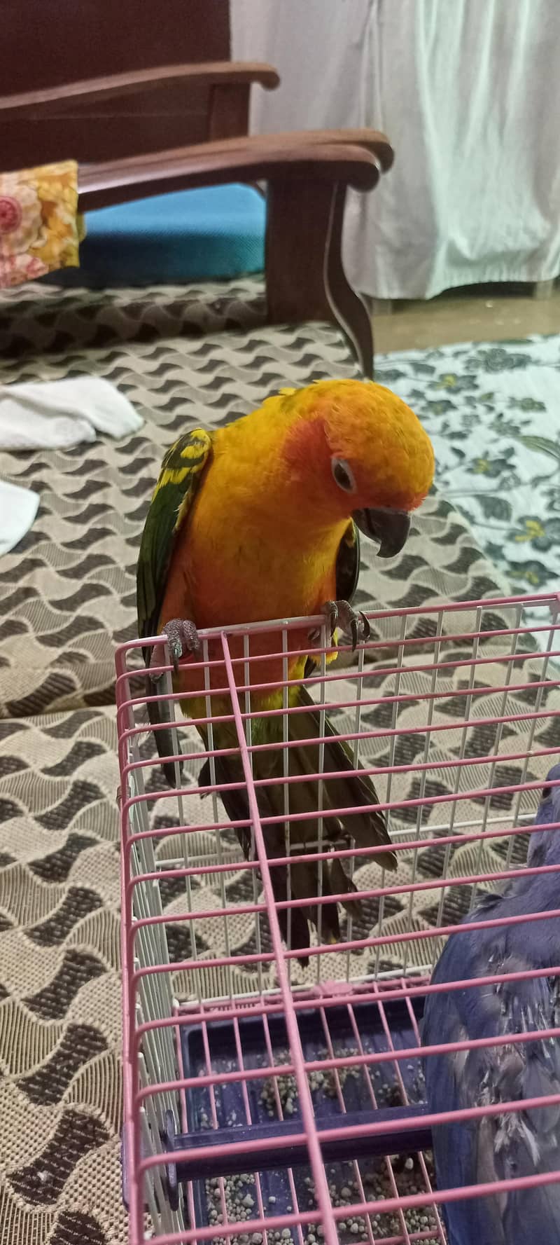 Sun Conure 3