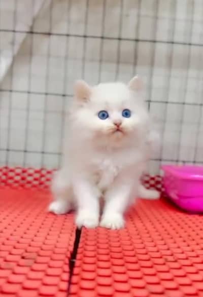 Quality Persian Punch   kitten WhatsAp03205959094