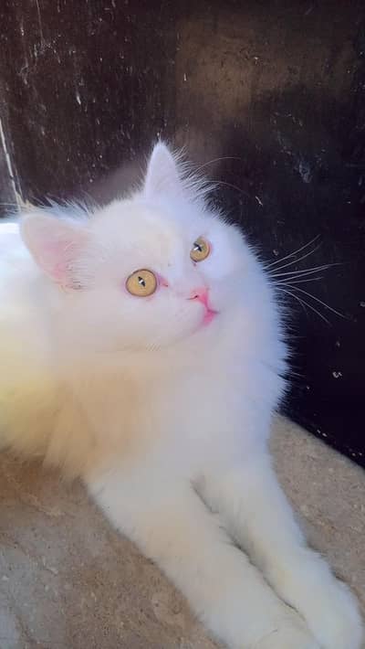 Persian Cats - Triple coat