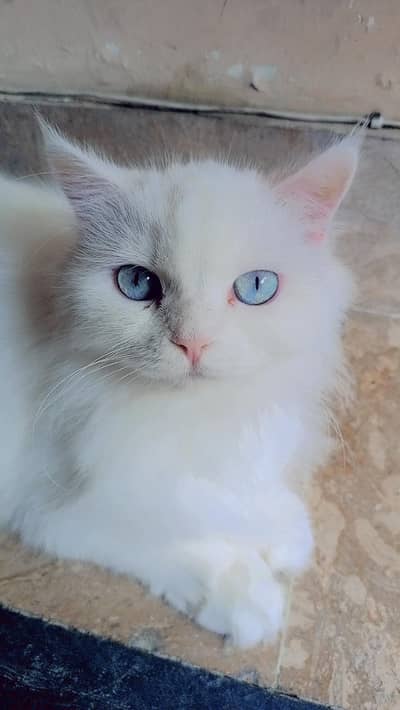 Persian Cats - Triple coat