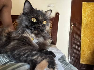 Tortoiseshell Persian female cat