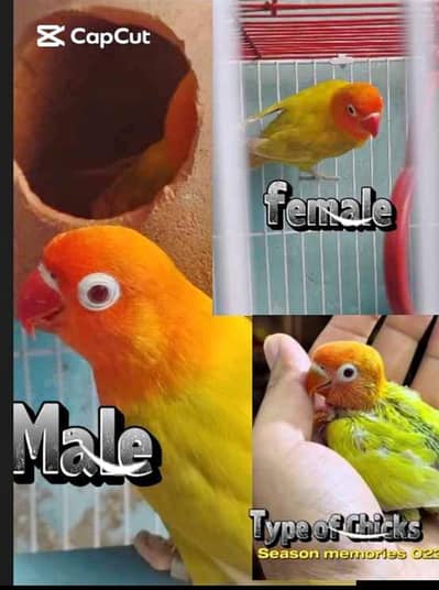 Green Opaline Palefallow Breeder Pair