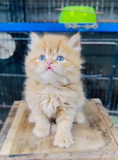 Quality Persian Punch   kitten WhatsAp03205959094