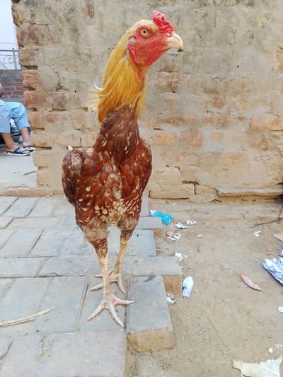 aseel Sindhi jawa good health