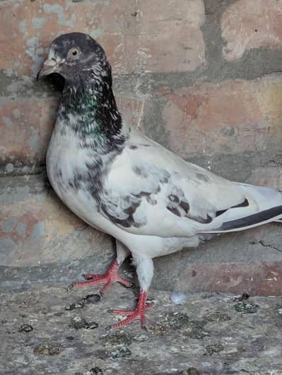 Sheikh Pigeon Club