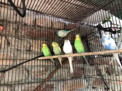 Australian  parrot 14 piece available