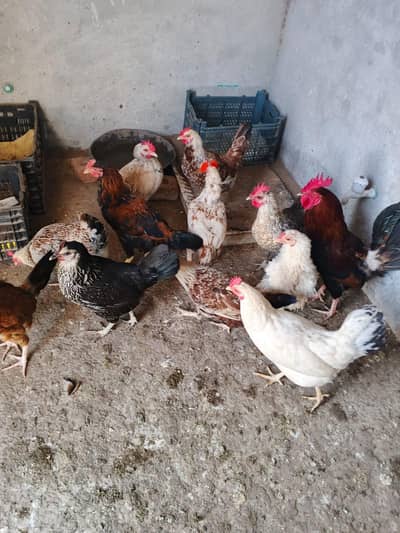 Desi eggs laying murgia fo sale