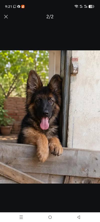 German shepherd puppy Male 03134111831