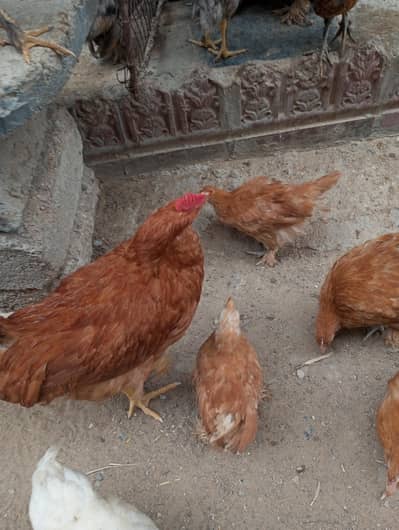 Mix breed murgha for sale