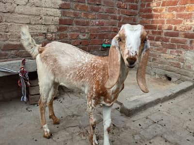 Desi female Goat with two female babies