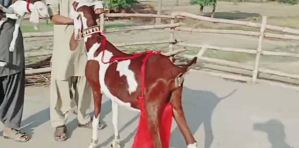 2 Bacchon ka sath Desi Bakri For Sale call _ 03228068418
