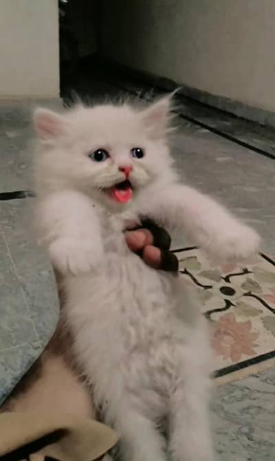 pershian kitten pair triple cord for sale whatsup nbr 03143024580