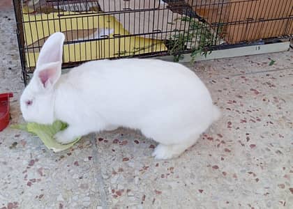 Newzealand White Breeder Rabbit