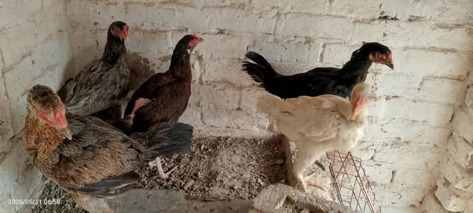 مرغیاں فارسیل