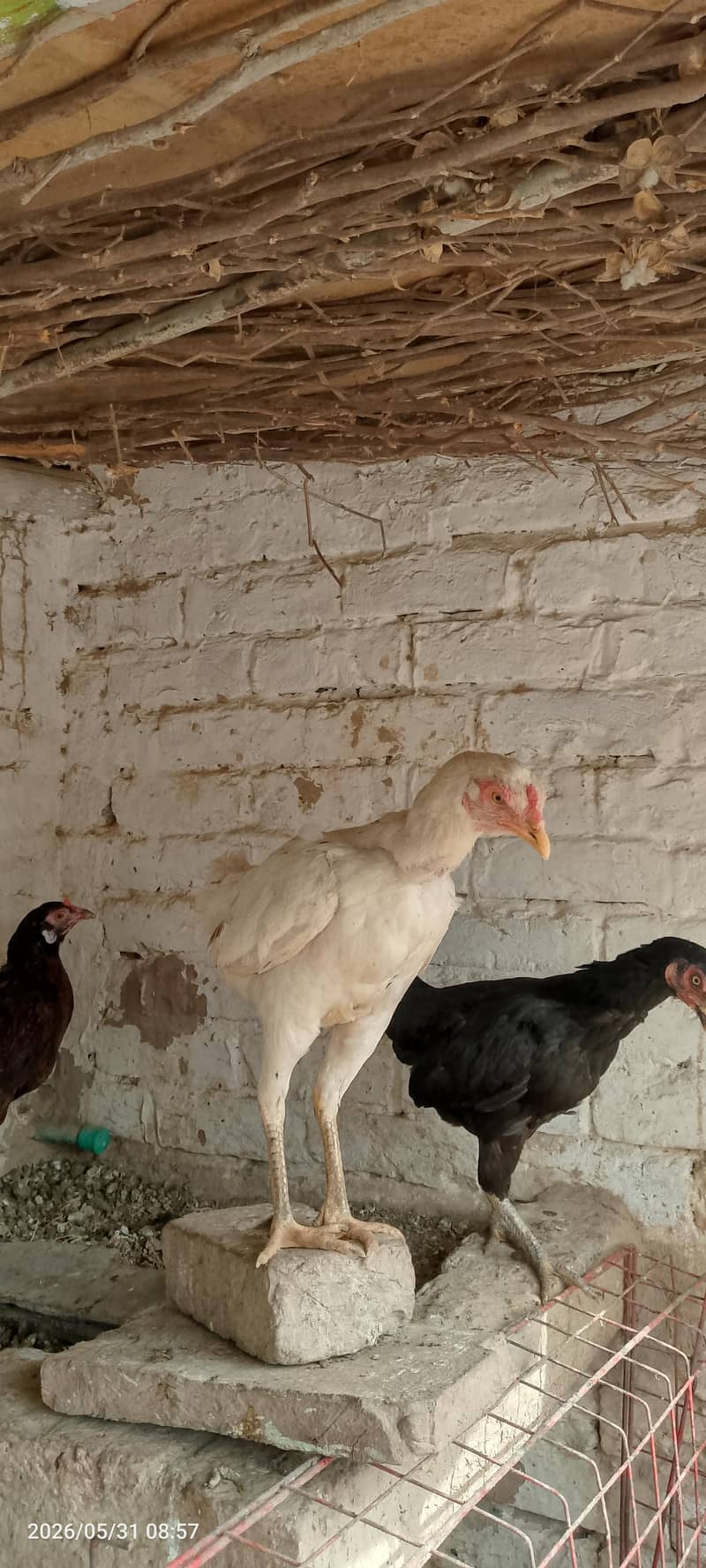 مرغیاں فارسیل 1