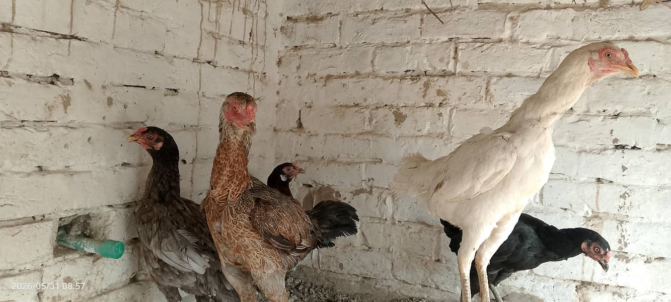مرغیاں فارسیل 2