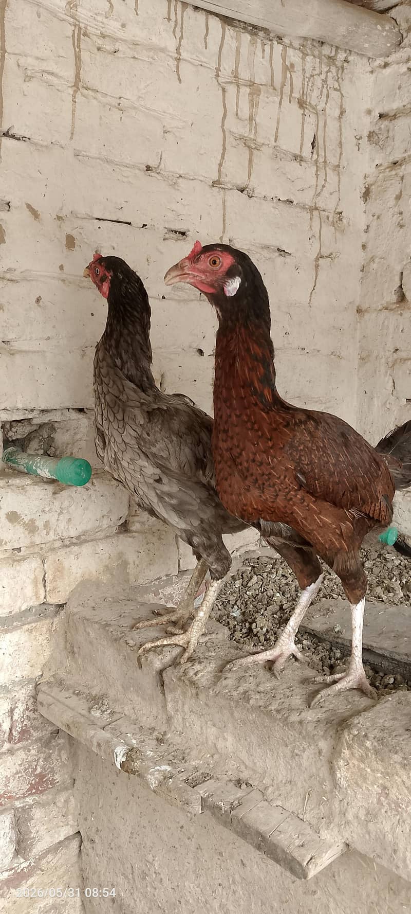 مرغیاں فارسیل 3