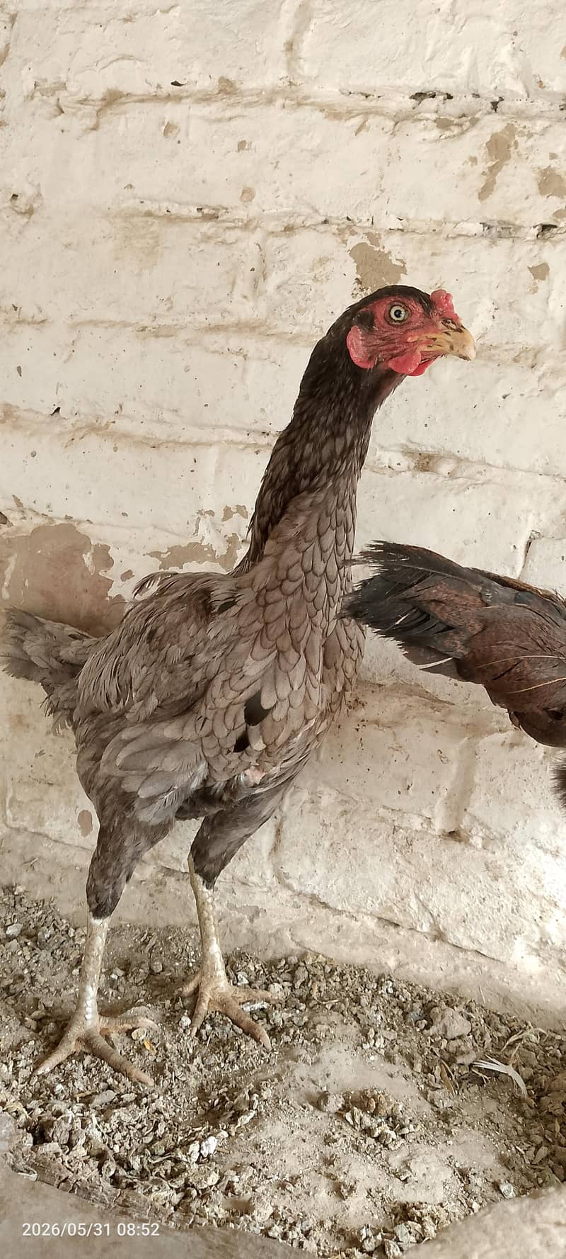 مرغیاں فارسیل 4