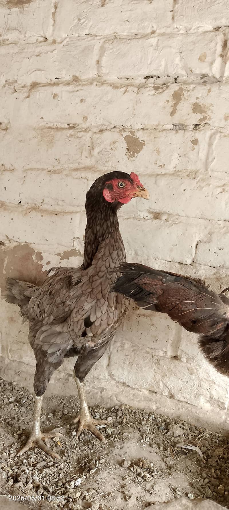 مرغیاں فارسیل 5
