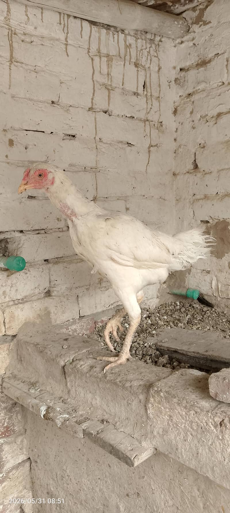 مرغیاں فارسیل 6