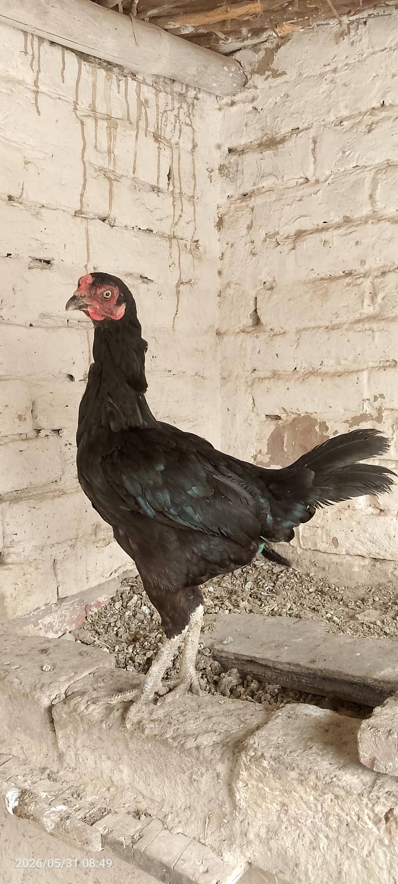 مرغیاں فارسیل 8