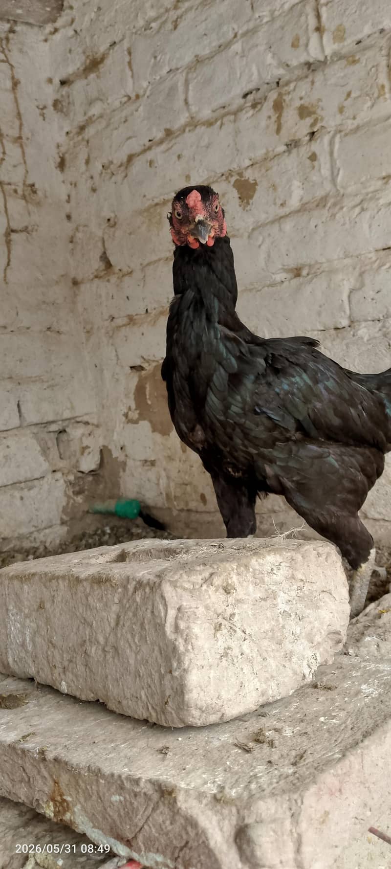 مرغیاں فارسیل 9