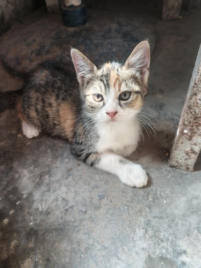 Persian kittens semi punch face lowest rate