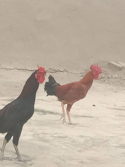 hens for sale