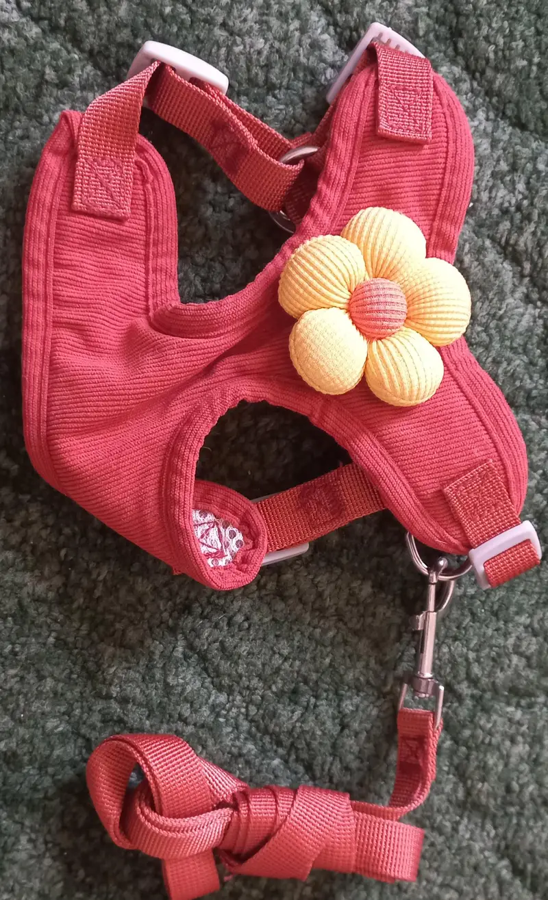 imported Branded accessories for Dog and Cat — photo 4