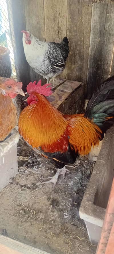 Hens for sail