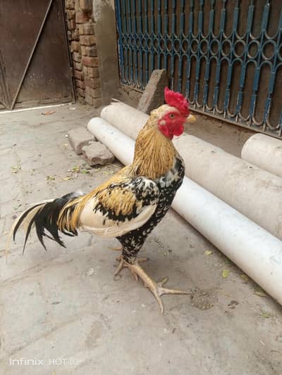 Aseel Murga for Sale – Healthy & Strong