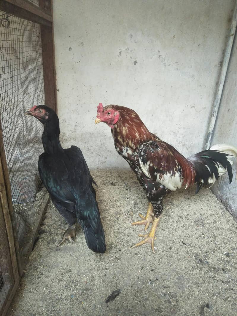 aseel han pair 0