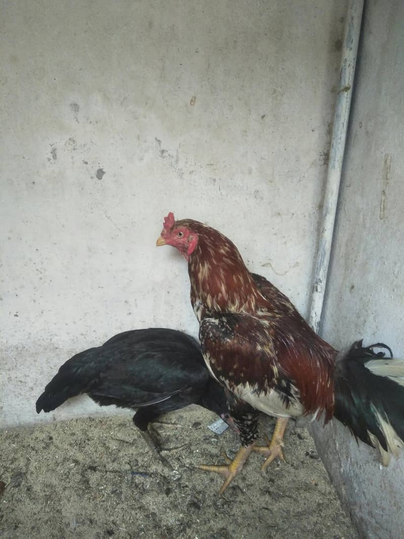 aseel han pair 2
