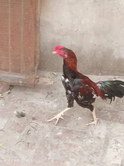 Aseel Murga for Sale – Healthy & Strong